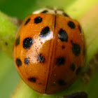 ladybug