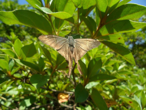 Spotting Image 1