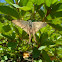 Long-tailed Skipper