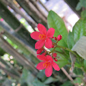 Jatropha