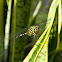 slender skimmer