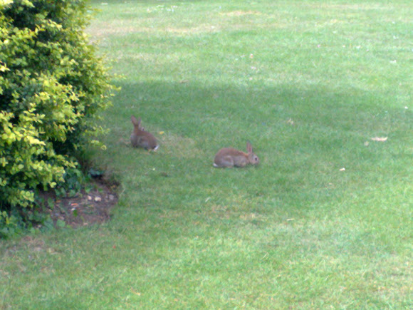 Spotting Image 1