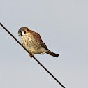 North American Kestral