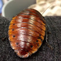 Madagascar hissing cockroach