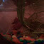 Red Betta Fish
