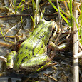 Hansen Creek Restoration Area BioBlitz