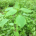 Jewel Weed