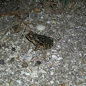 Gulf Coast Toad