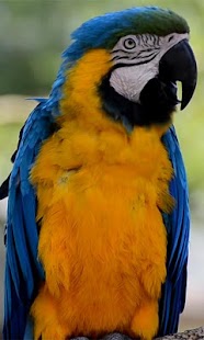 How to install Parrot Live wallpaper 2.0 mod apk for laptop