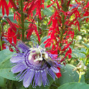 Passionflower