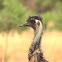 Emu