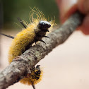 American Dagger Moth caterpillar