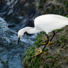 Snowy Egret