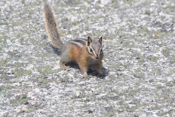 Spotting Image 1