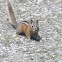 Least Chipmunk