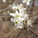 Blackthorn