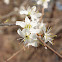 Blackthorn
