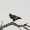 Bateleur
