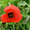 Red Poppy