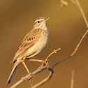Paddyfield Pipit