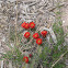 Kingcup cactus