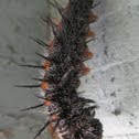 Mourning Cloak