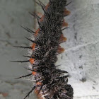 Mourning Cloak