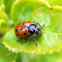 Convergent Lady Beetle