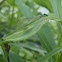 Common Green Damselfly