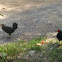 chicken