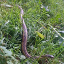 Eastern Garter Snake