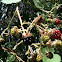Wild blackberry