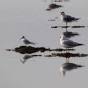 Forster's Tern