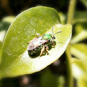 Halictid Bee.