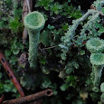 Lichens