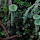 Lichens