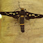 Wasp Moth