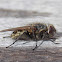Cluster Fly