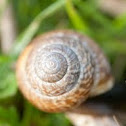 Garden snail