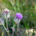 Purple Thistle