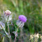 Purple Thistle