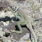 Eastern Collared Lizard