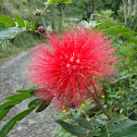 Plumerillo