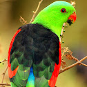 Red-winged Parrot