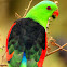 Red-winged Parrot