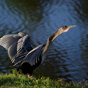Anhinga