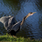 Anhinga