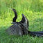 Anhinga