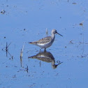 Greater Yellowlegs
