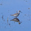 Greater Yellowlegs